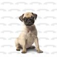 Dogs Pug Puppy Edible Cake Topper Image ABPID01439 Online now